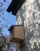 Gargoyle